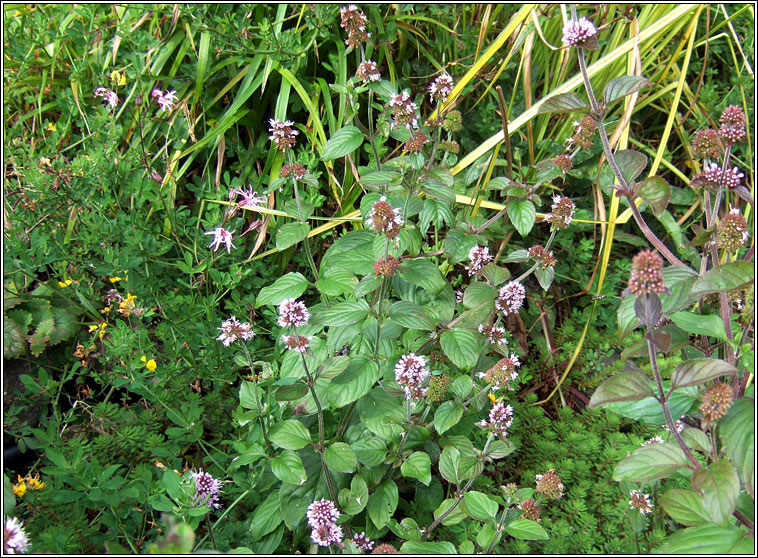 Water Mint, Mentha aquatica, Mismn mionsach