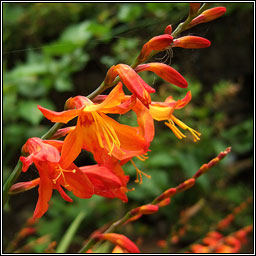 Montbretia, Crocosmia x crocosmiiflora, Feileastram dearg