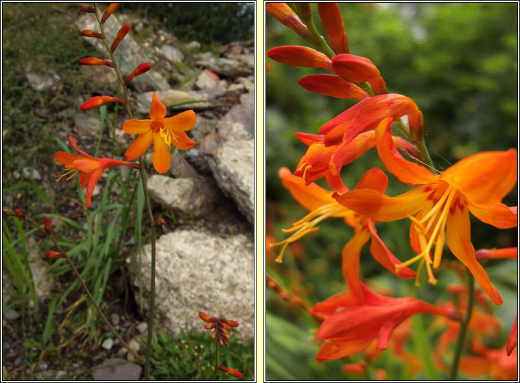 Montbretia, Crocosmia x crocosmiiflora, Feileastram dearg