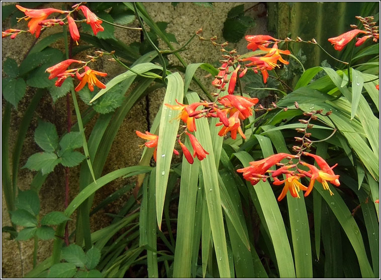 Montbretia, Crocosmia x crocosmiiflora, Feileastram dearg