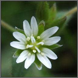 Common Mouse-ear, Cerastium fontanum, Cluas luchige mhara