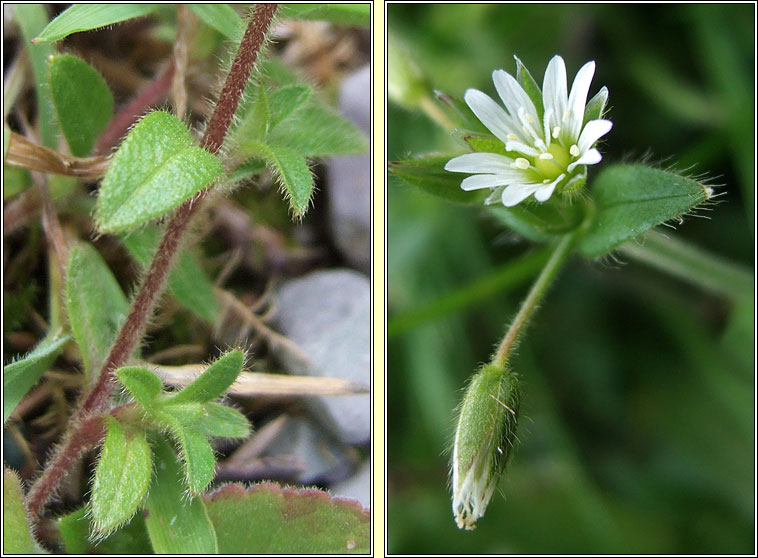 Common Mouse-ear, Cerastium fontanum, Cluas luchige mhara