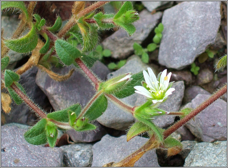 Common Mouse-ear, Cerastium fontanum, Cluas luchige mhara