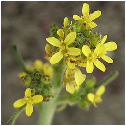 Hedge Mustard, Sisymbrium officinale, Lus an ir