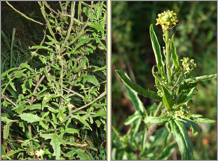 Hedge Mustard, Sisymbrium officinale, Lus an ir