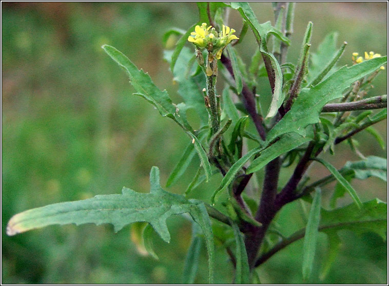 Hedge Mustard, Sisymbrium officinale, Lus an ir