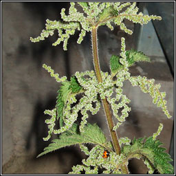 Nettle, Urtica dioica, Neantg