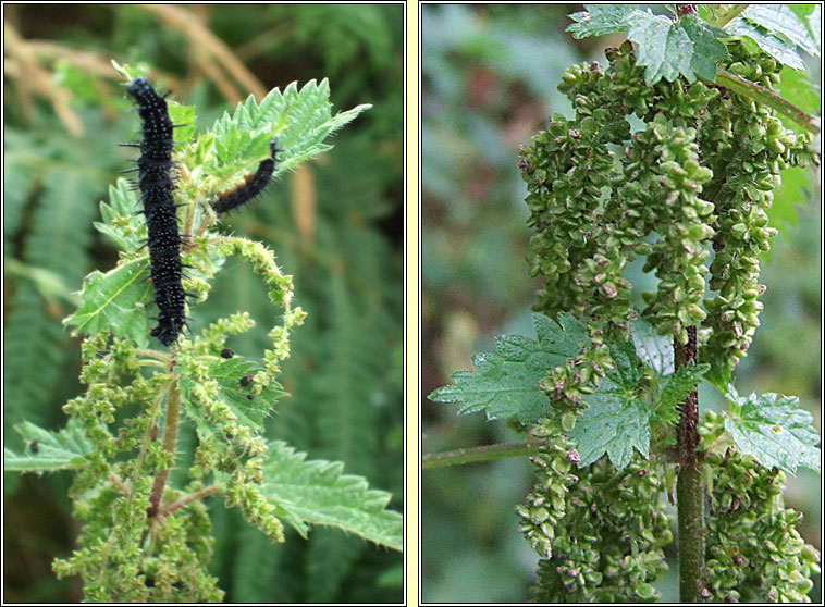 Nettle, Urtica dioica, Neantg