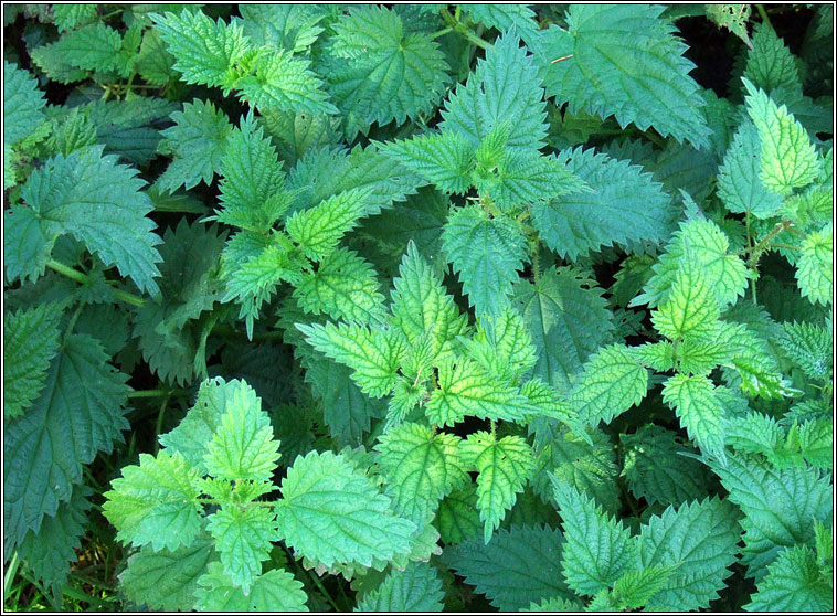 Nettle, Urtica dioica, Neantg