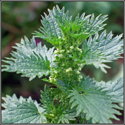 Small Nettle, Urtica urens, Neantg bheag