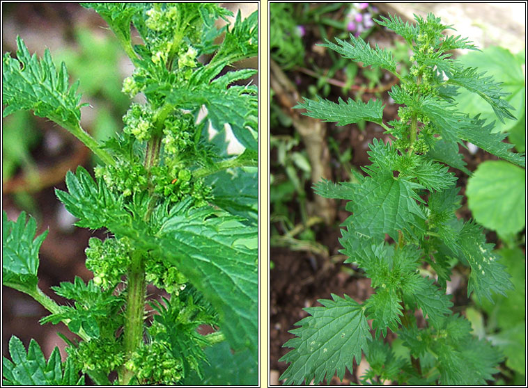 Small Nettle, Urtica urens, Neantg bheag