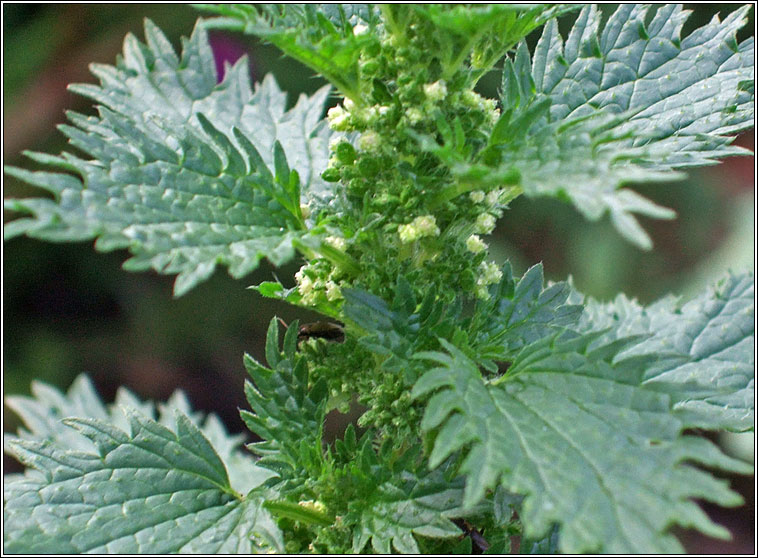 Small Nettle, Urtica urens, Neantg bheag