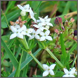 Marsh-bedstraw, Galium palustre, R corraigh