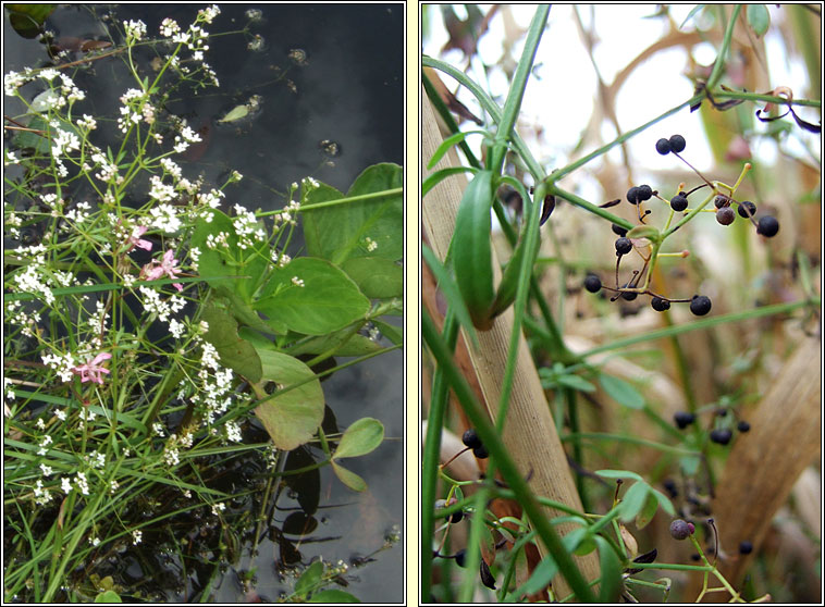 Marsh-bedstraw, Galium palustre, R corraigh