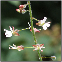 Enchanters Nightshade, Circaea lutetiana, Fuinseagal