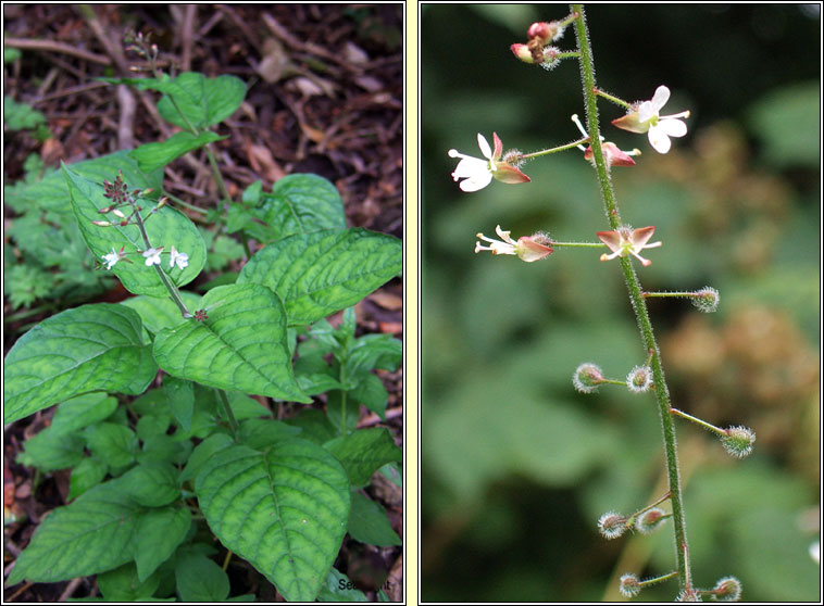 Enchanters Nightshade, Circaea lutetiana, Fuinseagal