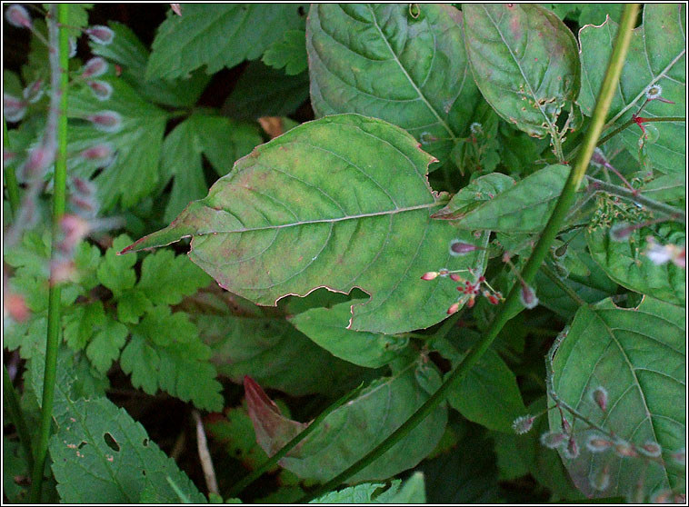 Enchanters Nightshade, Circaea lutetiana, Fuinseagal