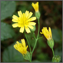 Nipplewort, Lapsana communis, Duilleog Bhrde