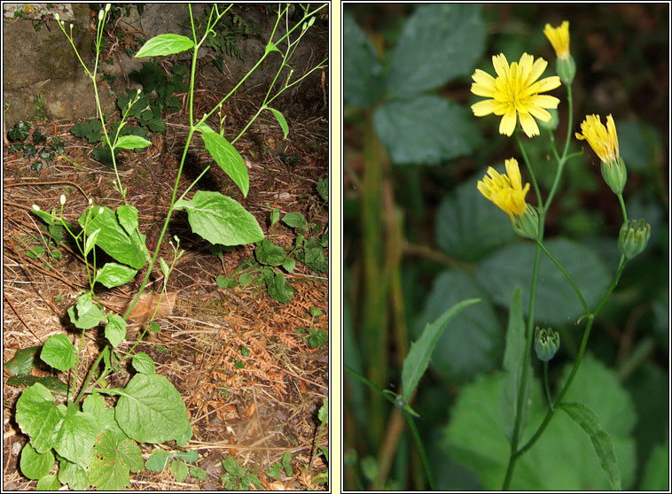 Nipplewort, Lapsana communis, Duilleog Bhrde