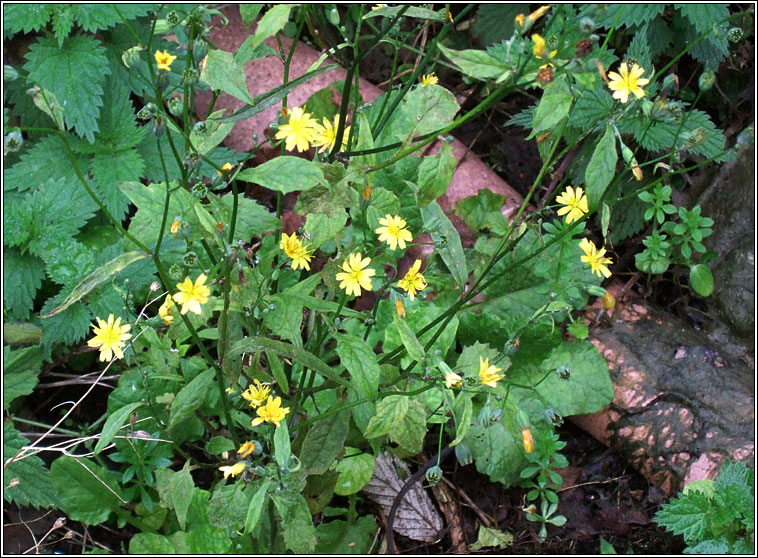 Nipplewort, Lapsana communis, Duilleog Bhrde