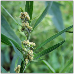 Common Orache, Atriplex patula, Eilifleog