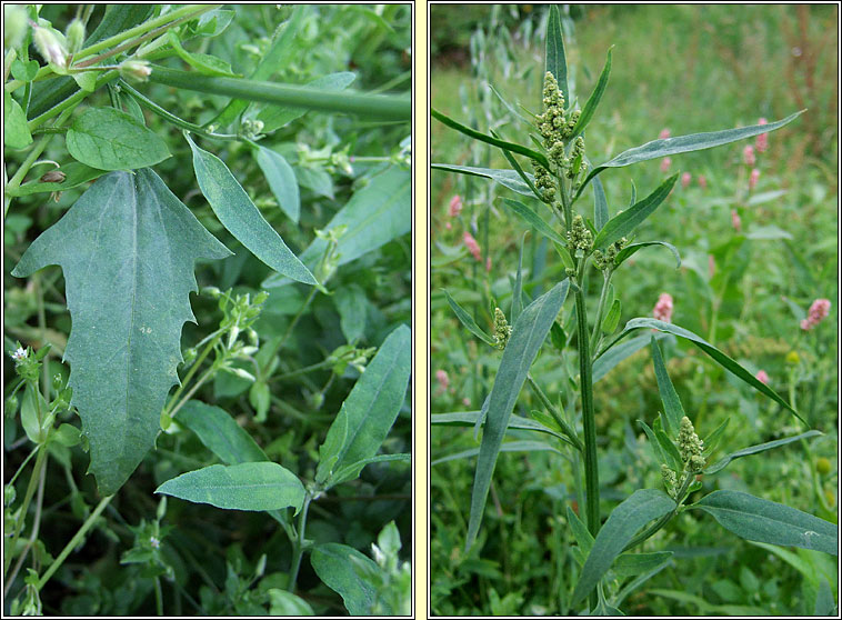 Common Orache, Atriplex patula, Eilifleog