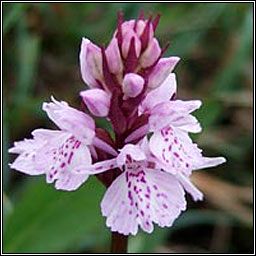 Heath Spotted-orchid, Dactylorhiza maculata, Na circíní