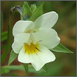 Field Pansy, Viola arvensis, Lus cro