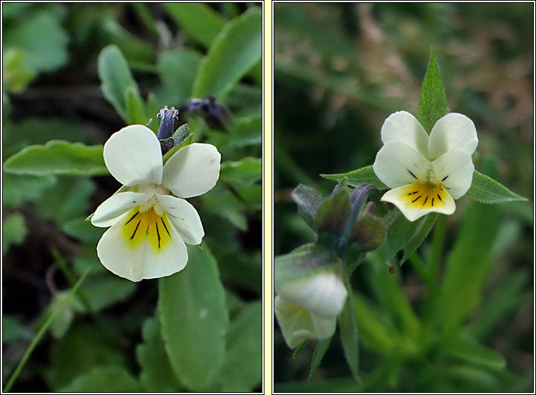 Field Pansy, Viola arvensis, Lus croí
