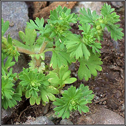 Parsley-piert, Aphanes arvensis, Mionn mhuire