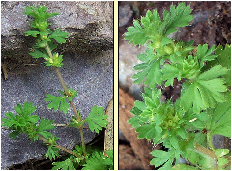 Parsley-piert, Aphanes arvensis, Mionn mhuire