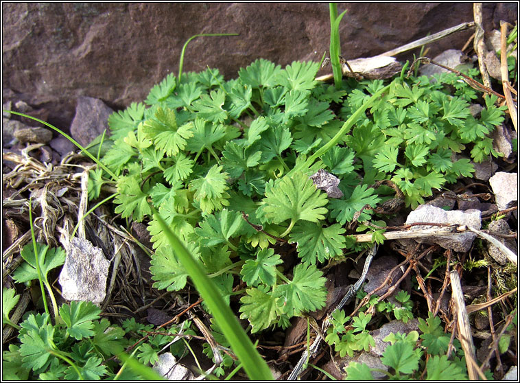 Parsley-piert, Aphanes arvensis, Mionn mhuire