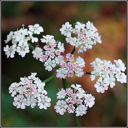 Upright Hedge-Parsley, Torilis japonica, Fionnas fil