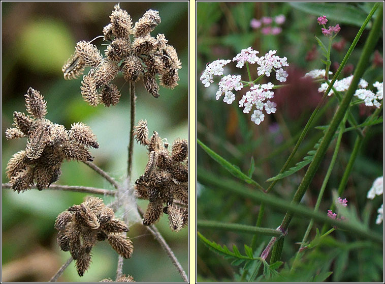 Upright Hedge-Parsley, Torilis japonica, Fionnas fil