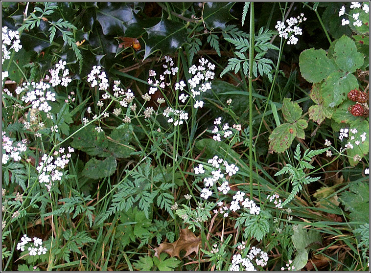 Upright Hedge-Parsley, Torilis japonica, Fionnas fil