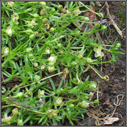 Procumbent Pearlwort, Sagina procumbens, Mongn muire