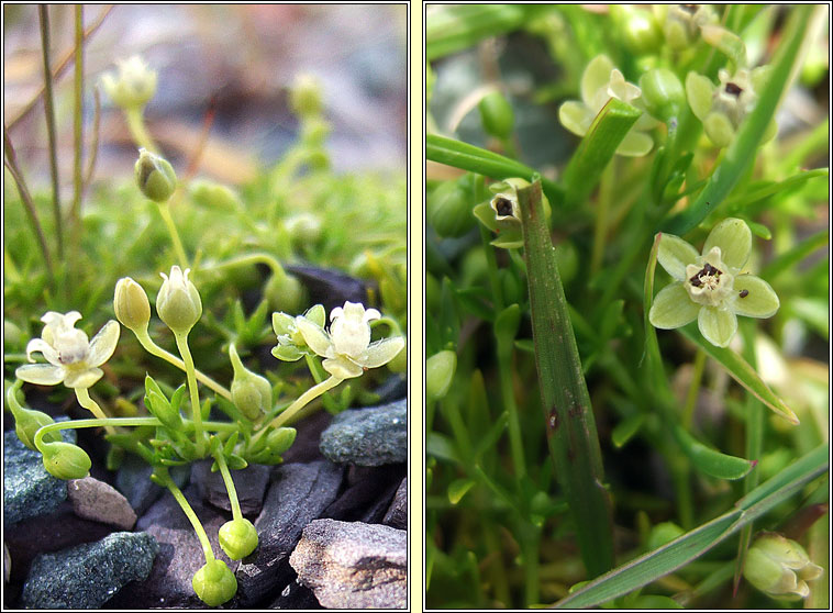 Procumbent Pearlwort, Sagina procumbens, Mongn muire