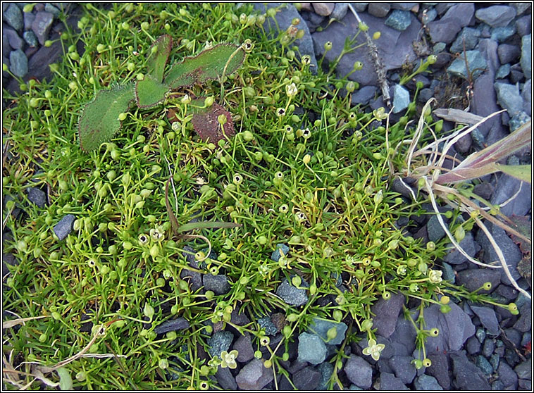 Procumbent Pearlwort, Sagina procumbens, Mongn muire