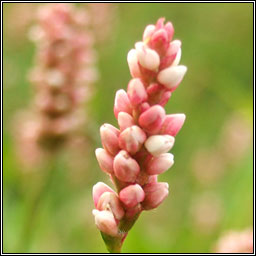 Redshank, Persicaria maculosa, Glineach dhearg