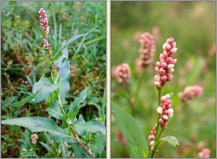 Redshank, Persicaria maculosa, Glineach dhearg