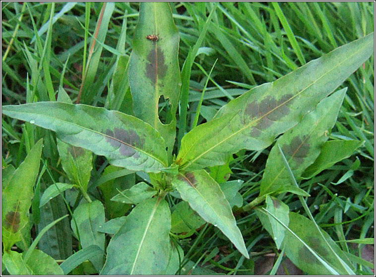 Redshank, Persicaria maculosa, Glineach dhearg