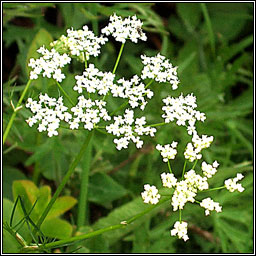 Pignut, Conopodium majus, Clarn