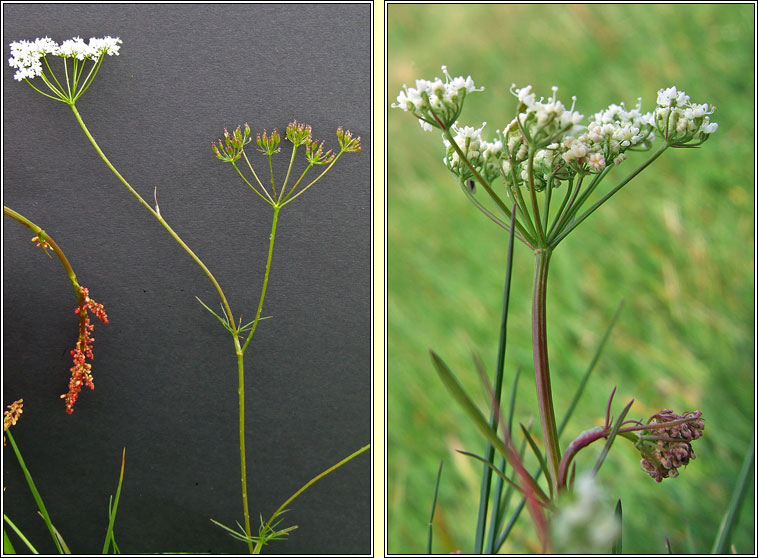 Pignut, Conopodium majus, Clarn