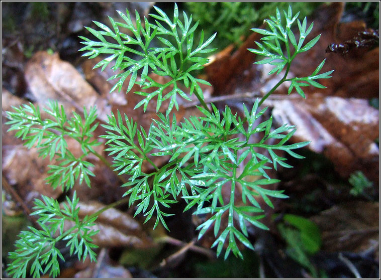 Pignut, Conopodium majus, Clarn