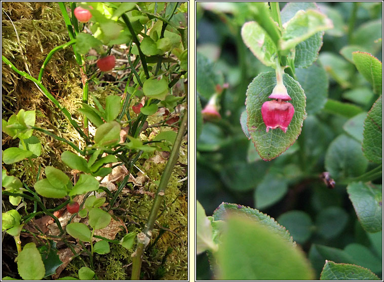 Bilberry, Vaccinium myrtillus, Fraochán
