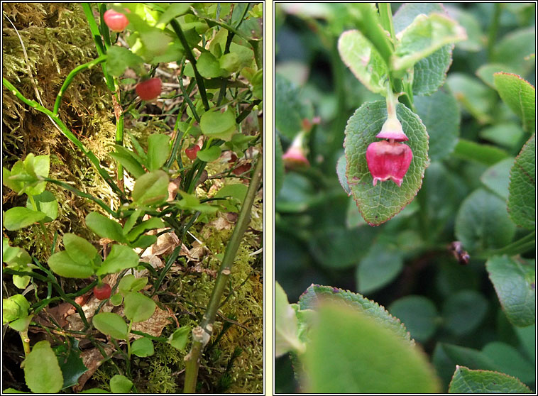 Bilberry, Vaccinium myrtillus, Fraochn