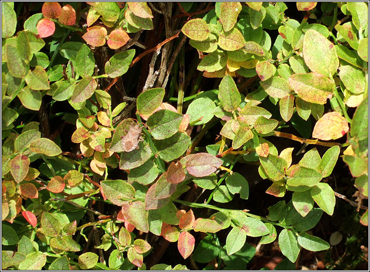 Bilberry, Vaccinium myrtillus, Fraochán