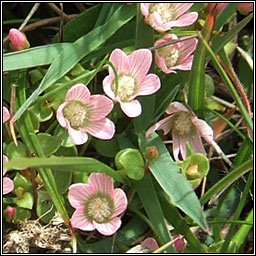 Bog Pimpernel, Lysimachia tenella, Falcaire corraigh