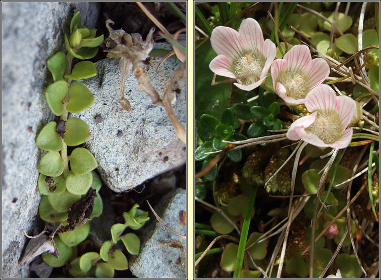 Bog Pimpernel, Lysimachia tenella, Falcaire corraigh