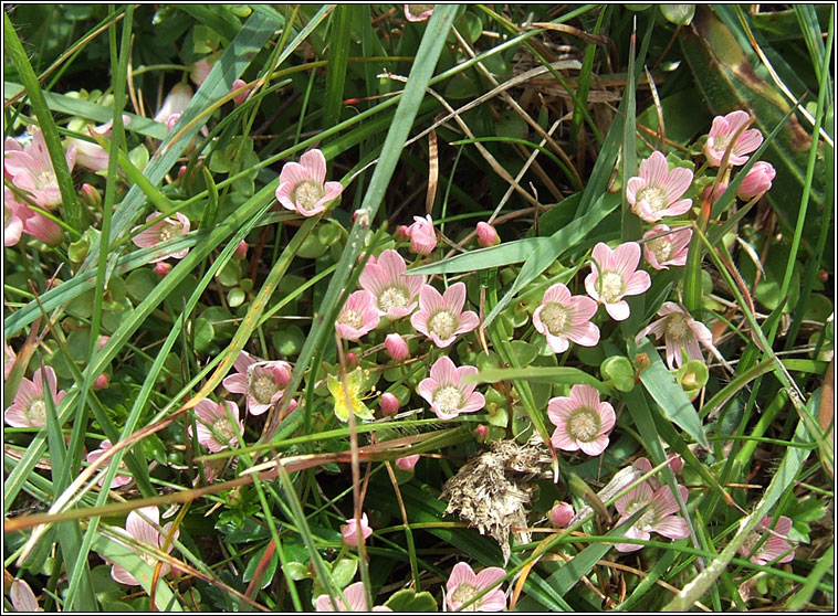 Bog Pimpernel, Anagallis tenella, Falcaire corraigh